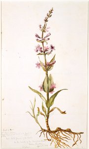 Kanada Nehri kıyısındaki Prairie Yabani Gili Çiçeği, Kızılderili Bölgesi, 1869 (kağıt üzerinde wc)